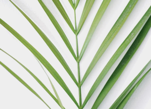 Palm leaf